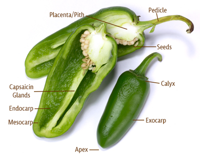 Anatomy of Chile Peppers