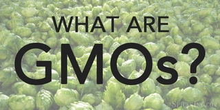 What Are GMOs?