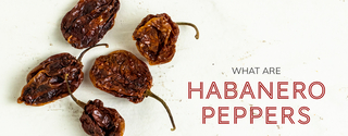 What Are Habanero Peppers