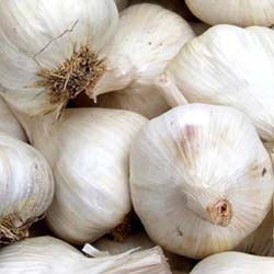 California or Chinese Garlic