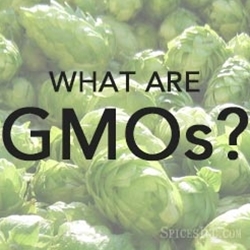 What Are GMOs?