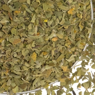 Mexican Oregano