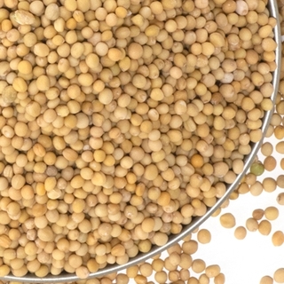 Yellow Mustard Seeds